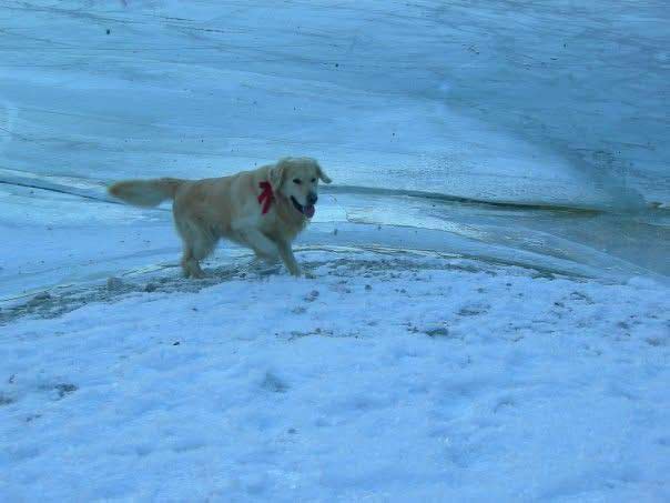 Alimentazione Golden Retriever