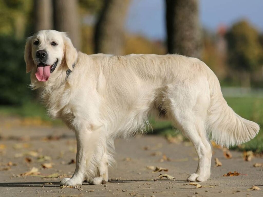 Alimentazione Golden Retriever