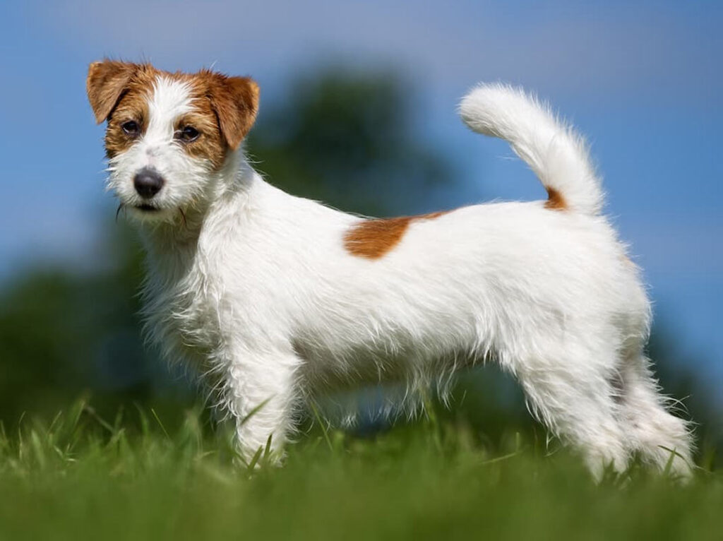 Alimentazione Jack Russell Terrier