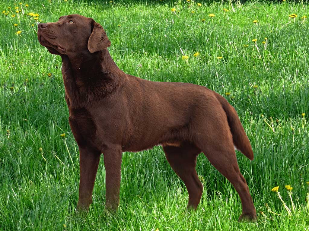 alimentazione labrador retriever